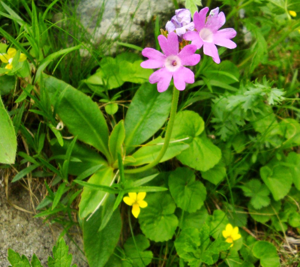 Primula farinosa?